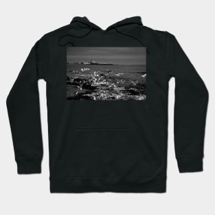 Seagulls feeding amongst the kelp - B&W Hoodie